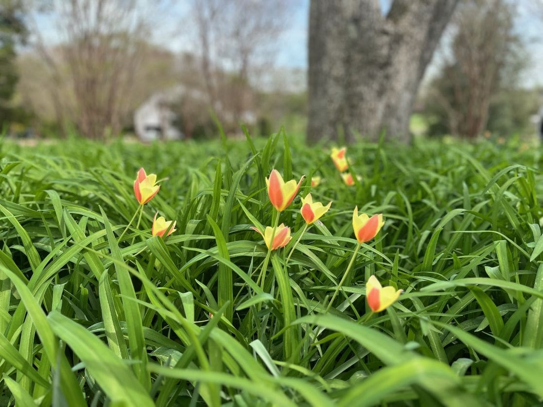 Yellow and orange tulips in lush grass.